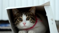 “Il paradosso del gatto” per risolvere l’incertezza Lo scienziato Ernest Schrödinger, premio nobel per la fisica nel 1933, ha creato uno strano esperimento per spiegare dei principi di fisica quantistica.
