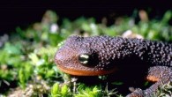 Stop all’informazione per proteggere le specie protette Oltre a cercare rimedi per impedire l’estinzione di numerose specie animali che popolano il pianeta, oggi l’allarme si rivolge anche alla tutela delle altre di nuova generazione.